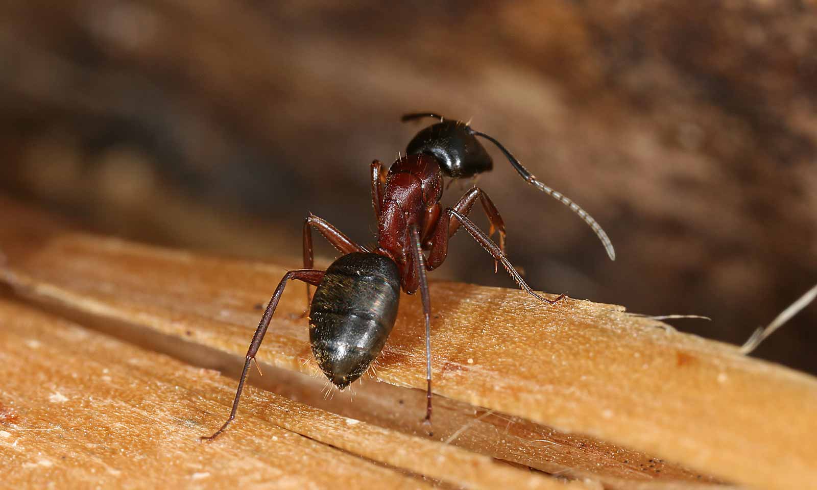 Fourmi charpentière