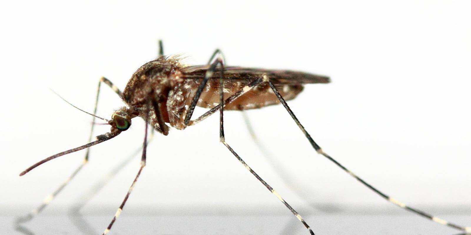 Se débarrasser des moustiques